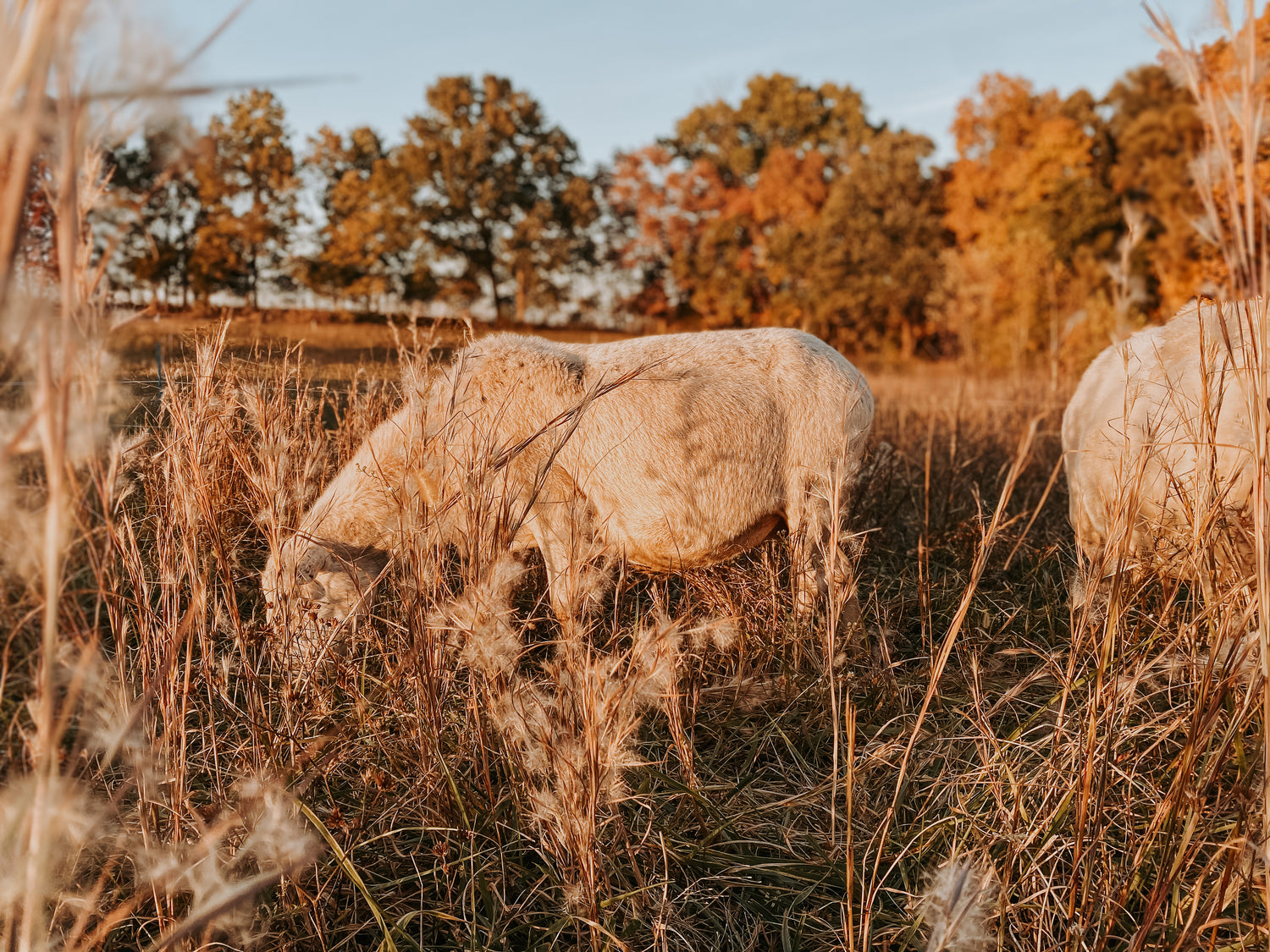 Livestock